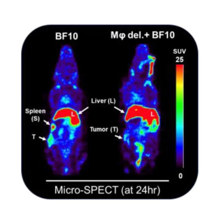 Open access visualization of Microscopy, SPECT Images, HNSCC/Q1-2 Tumor-bearing Mice, Radiolabeled 111In-BF10 Injection, Tumor