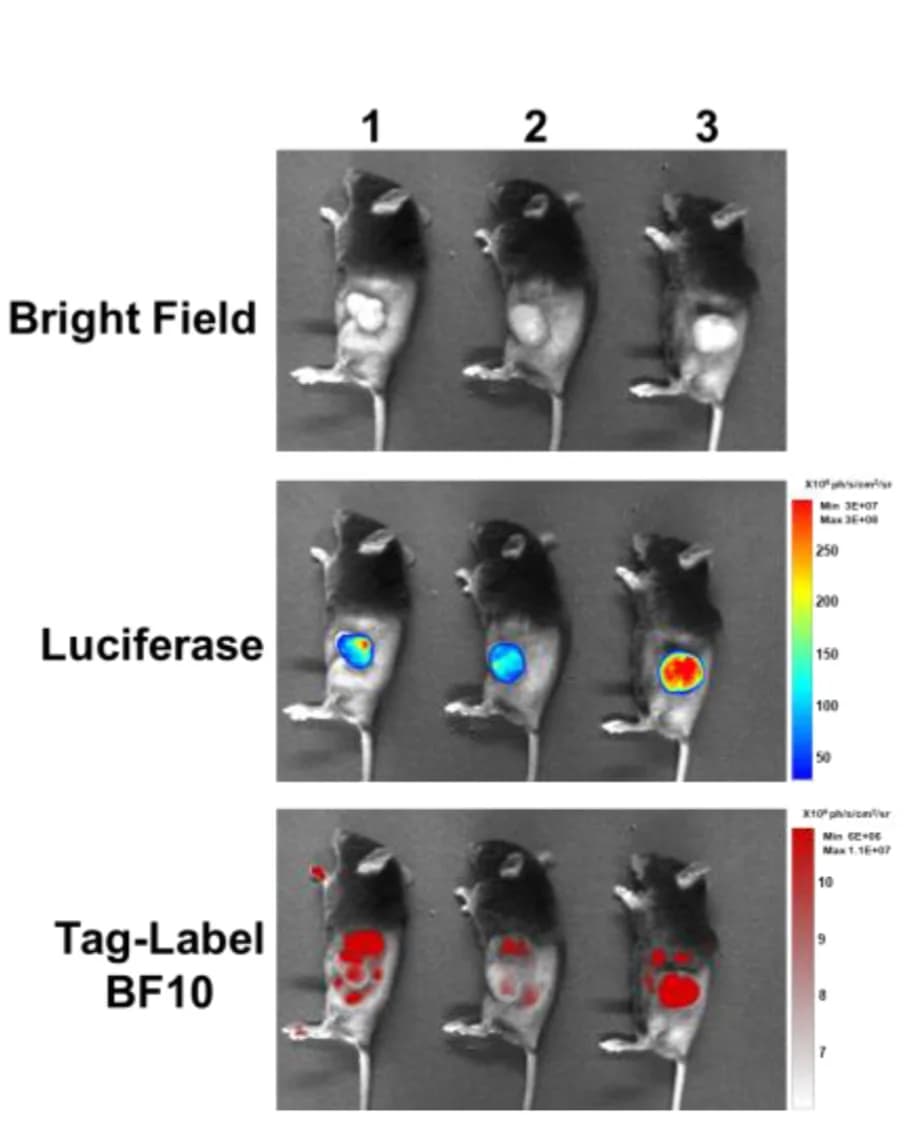 Open access visualization of Photo, Biodistribution, BF10, HNSC/Q1-2Luciferasetumor-bearing Mice, Vivo680Tag-labeled BF10