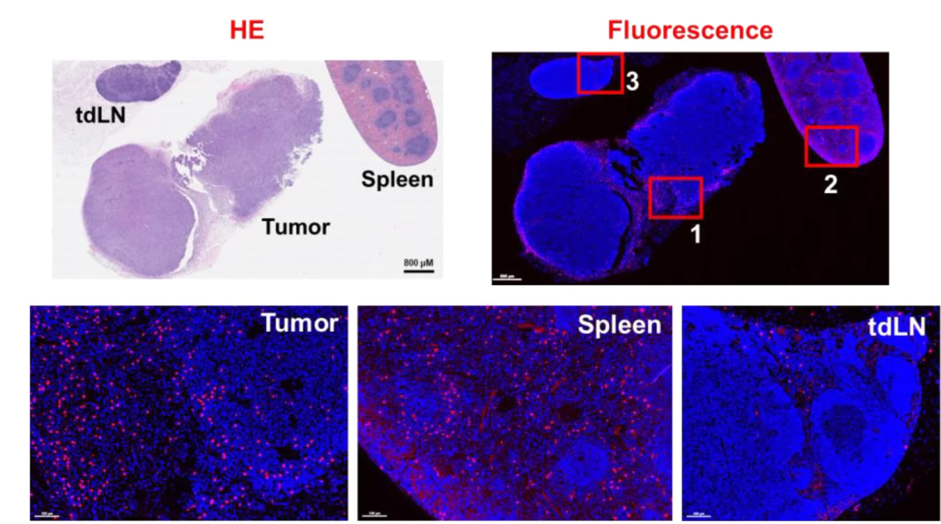 Open access visualization of Microscopy, Photo, Biodistribution, BF10, HNSC/Q1-2Luciferasetumor-bearing Mice