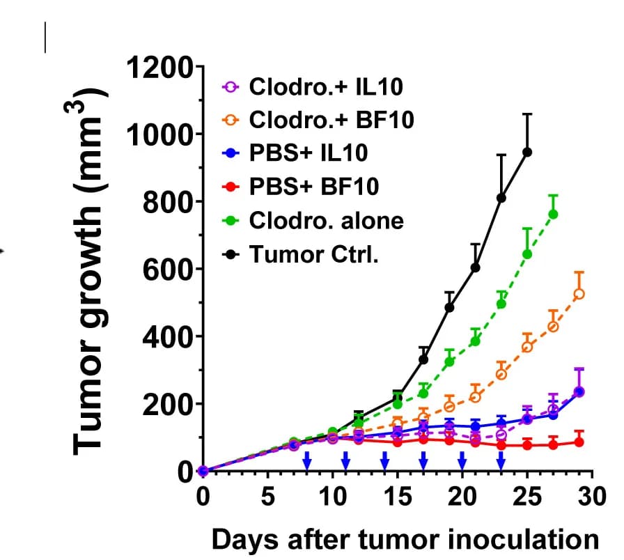 Open access visualization of Line Plot, Error Bars, Tumor-bearing Mice, Tumor Size, Digital Caliper