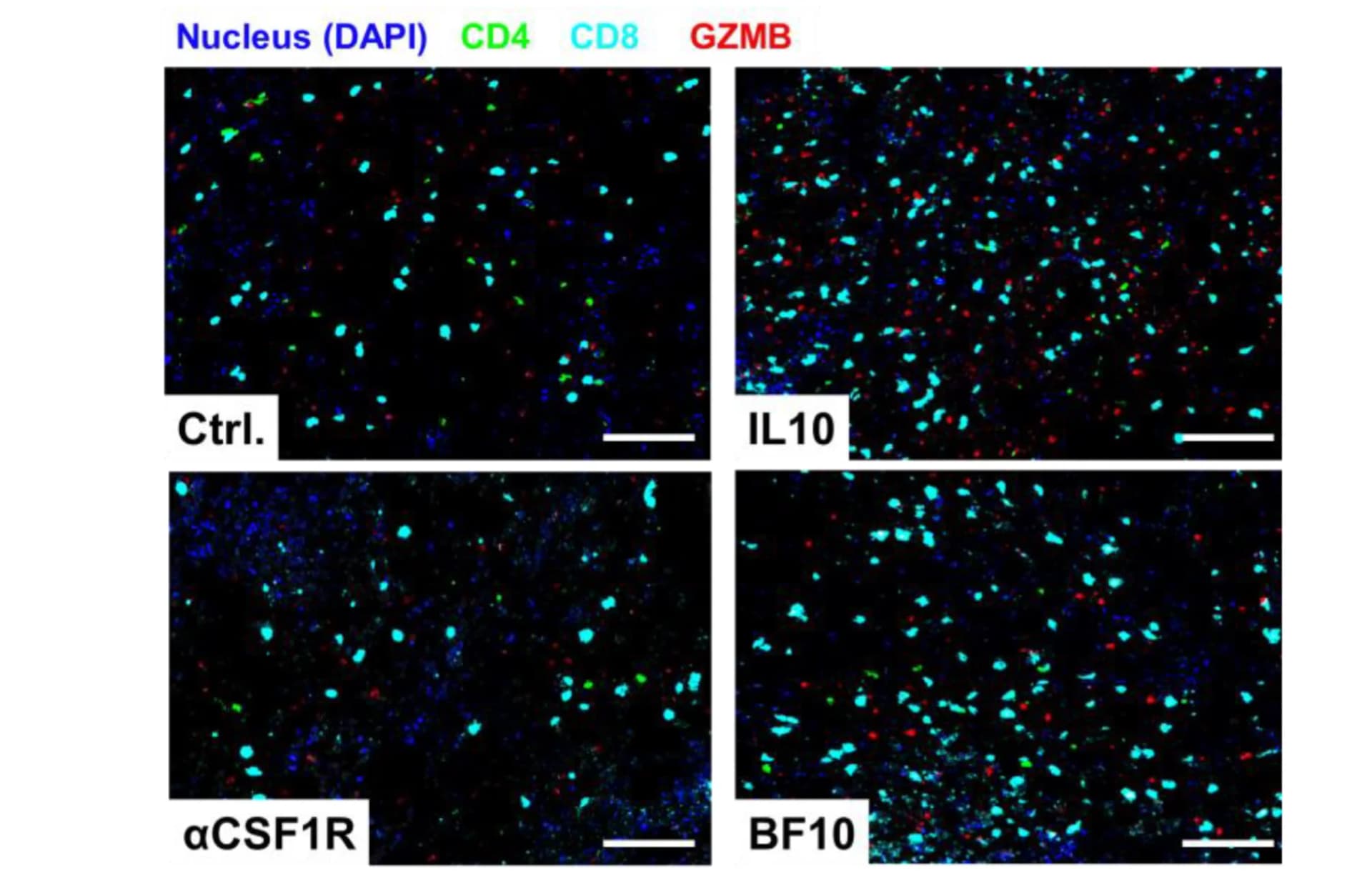 Open access visualization of Microscopy, Images, CD8+ T Cells, Multiplexed Immunofluorescence, CD4