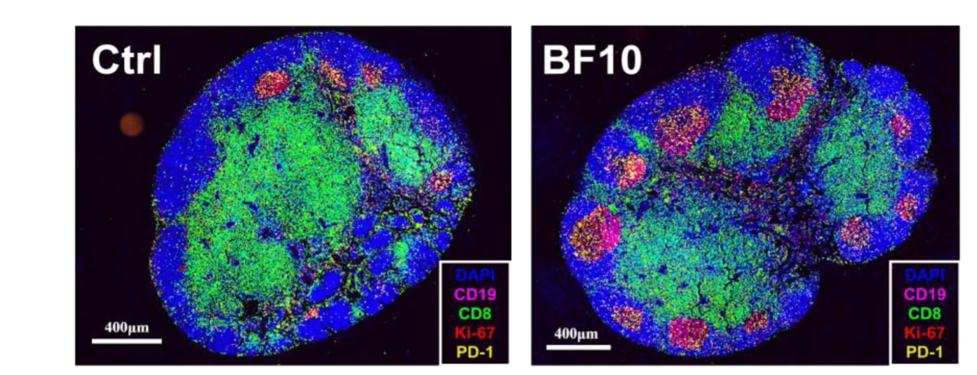 Open access visualization of Microscopy, Multiplexed Immunofluorescence Images, Tumor-Draining Lymph Nodes, DAPI, CD8