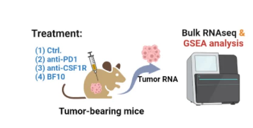 Open access visualization of Workflow, Illustration, Mice, Treatment, Tumor