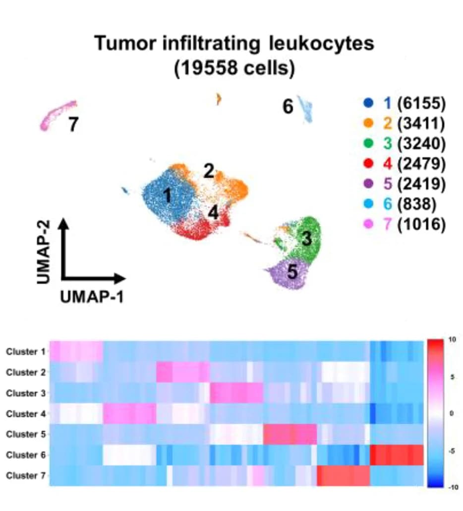 Open access visualization of UMAP, Heatmap, Cell Lineages, Upregulated Genes