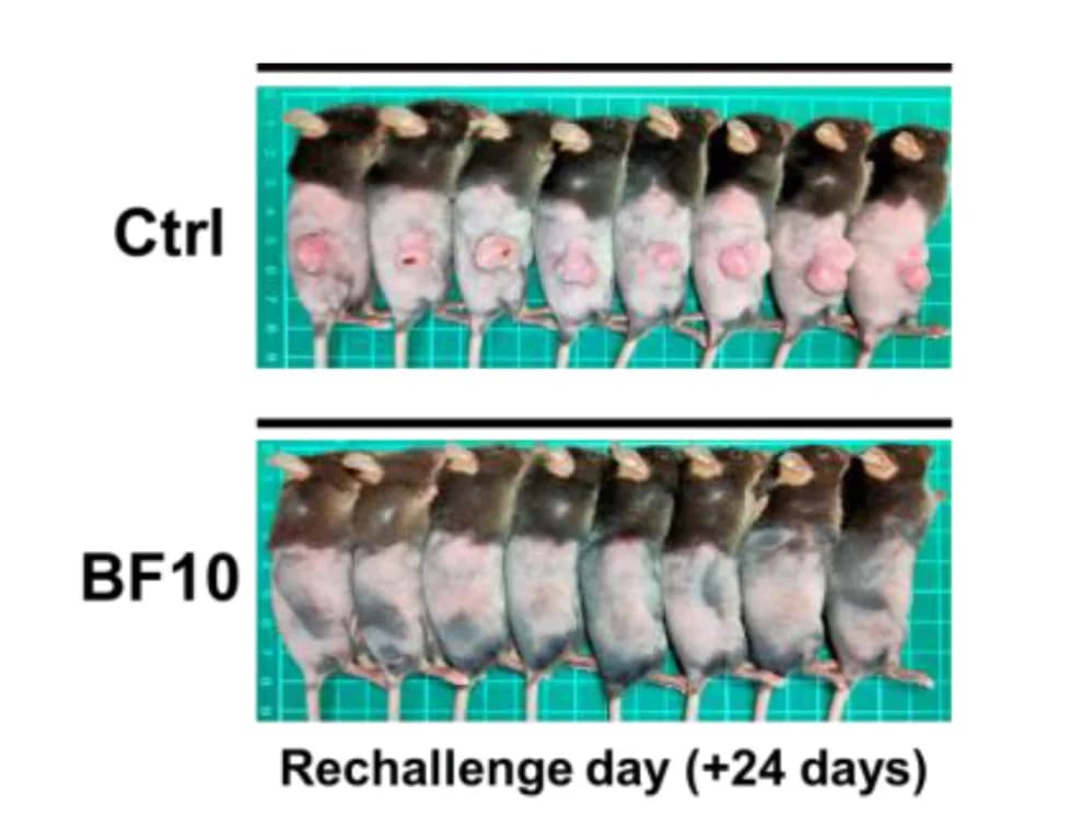 Open access visualization of Photo, Mice, Tumor Rechallenge