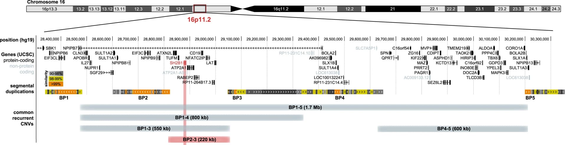 Open access visualization of Illustration, UCSC Genome Browser, 16p11.2 Region, GRCh37/hg19, Exonic Structure