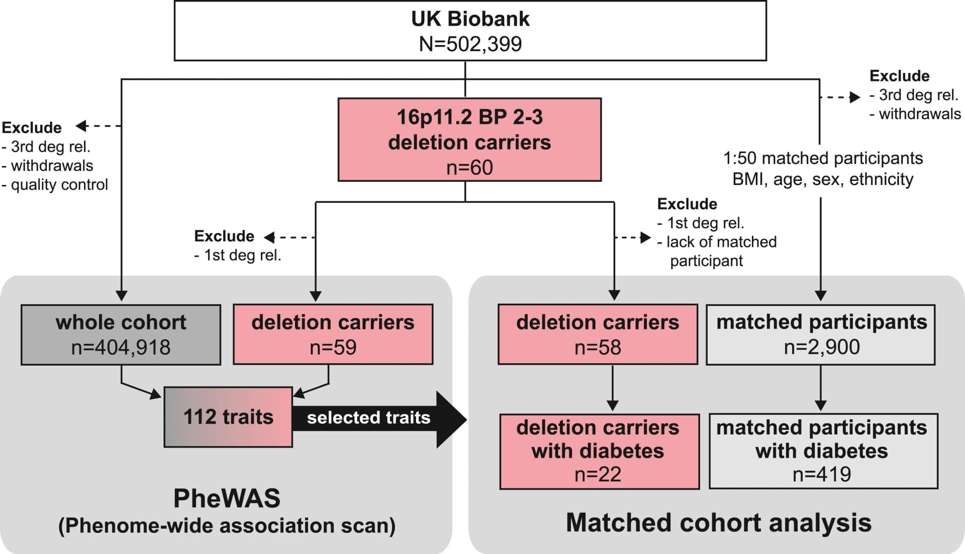 Open access visualization of Workflow, Flowchart, CONSORT, 16p11.2 BP2-3 Deletion, UK Biobank
