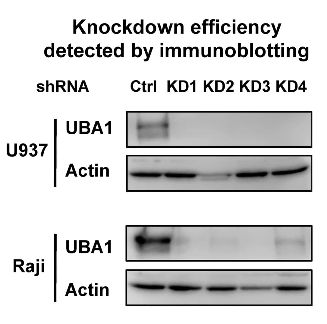 Open access visualization of Gel, Immunoblotting, Knockdown Efficiency, UBA1, Cell Lines