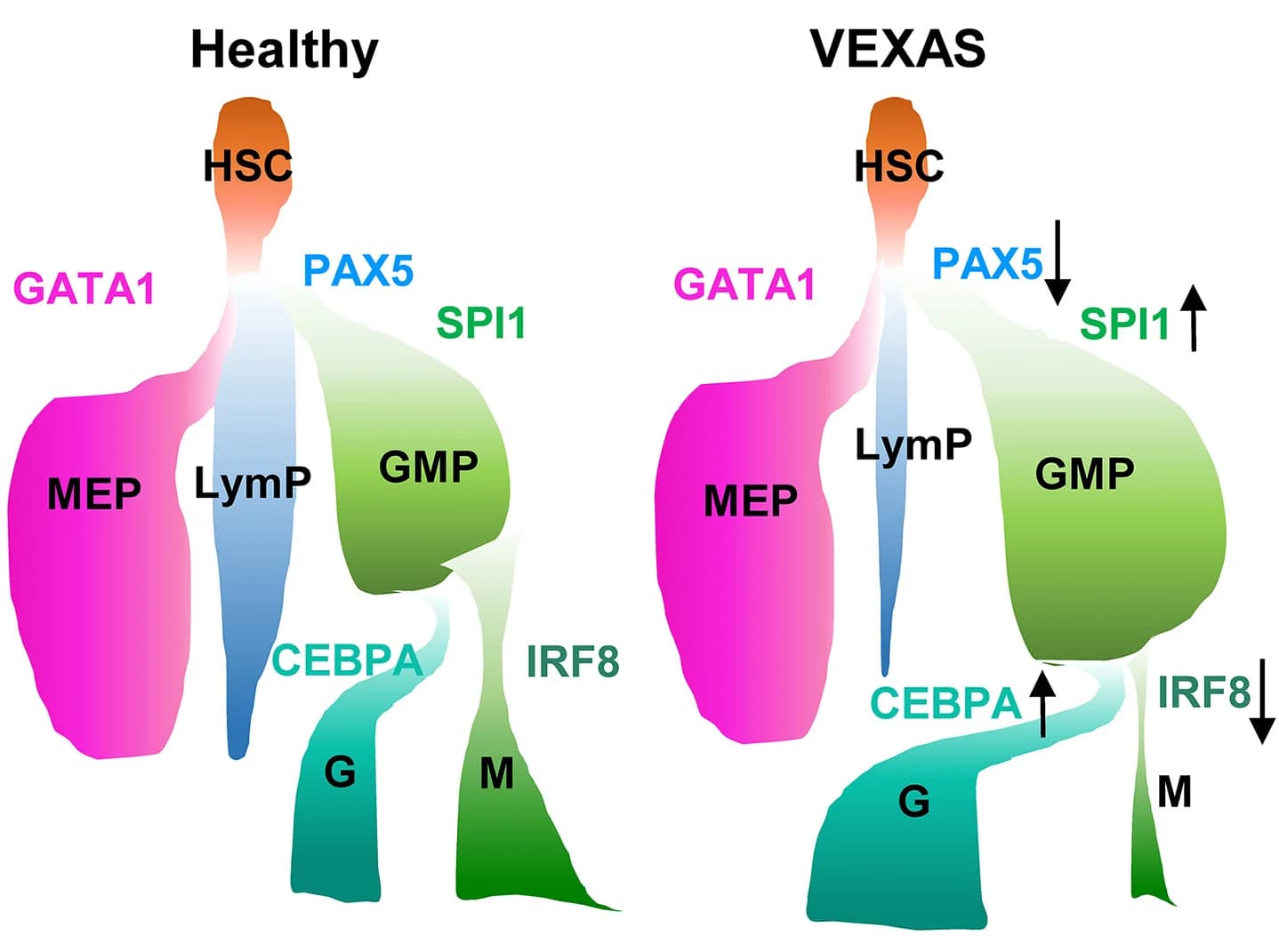 Open access visualization of Illustration, Workflow, Hematopoietic lineage specification, Cell types, VEXAS patients