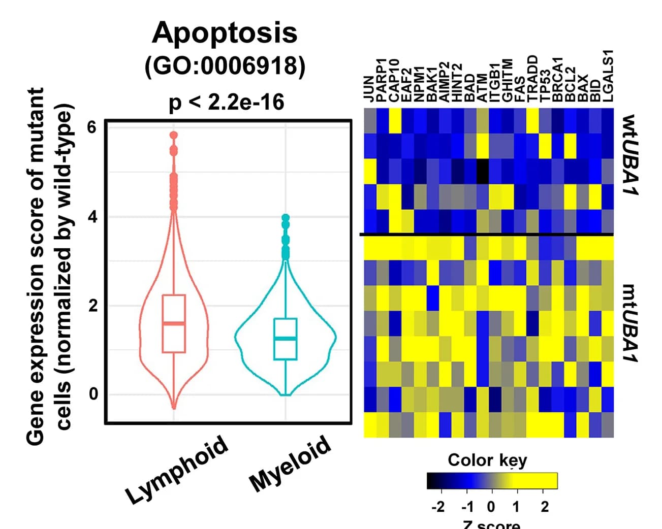 Open access visualization of Violin Plot, Box Plot, Heatmap, Apoptosis gene expression, AddModuleScore