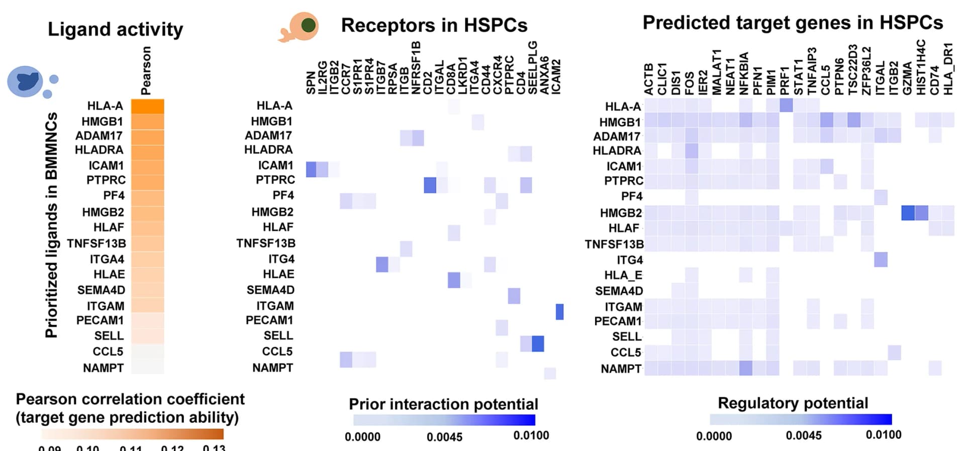 Open access visualization of Heatmap, Cell-cell Interactions, BMMNCs, Ligands, Gene Expression