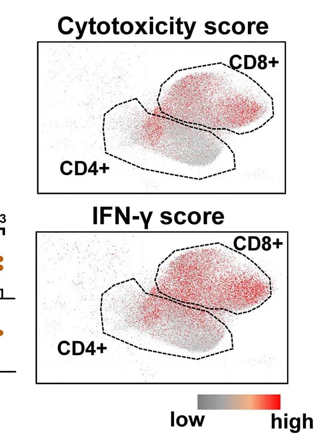 Open access visualization of Scatter Plot, CD4+ T Cells, CD8+ T Cells, VEXAS Patients, UMAP