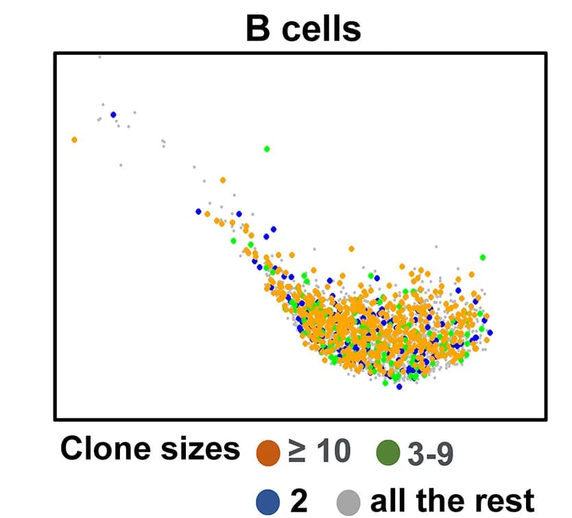 Open access visualization of Scatter Plot, Clone Size, UMAP, B Cells, VEXAS Patients