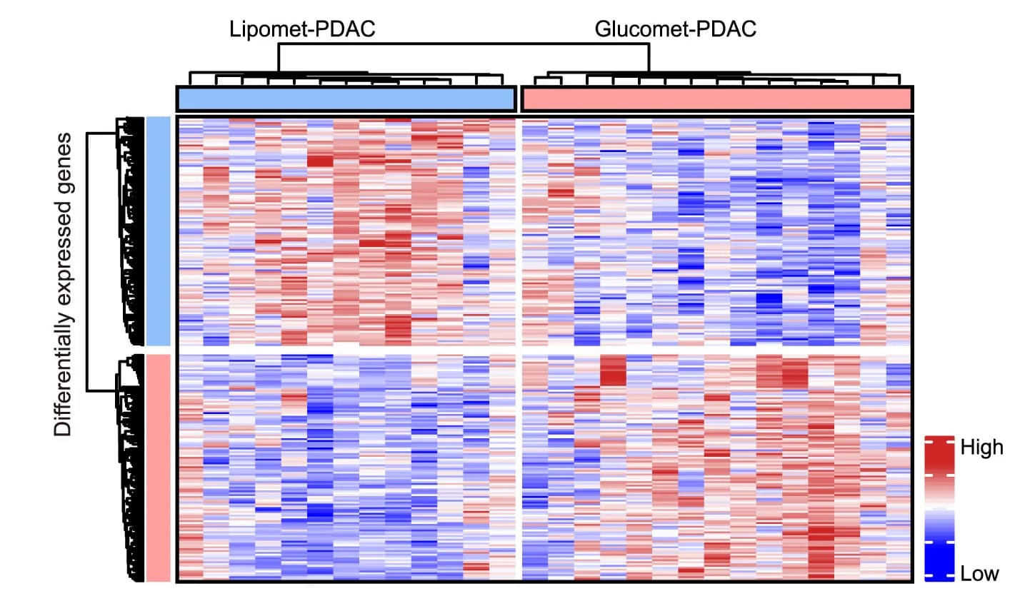 Open access visualization of Heatmap, Clustered, RNA Sequencing, Differentially Expressed Genes, Glucomet-PDAC