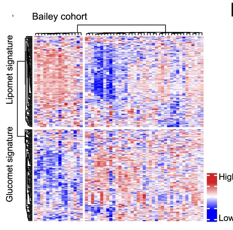 Open access visualization of Heatmap, Clustered, Tumor, Bailey PDAC cohort, Squamous