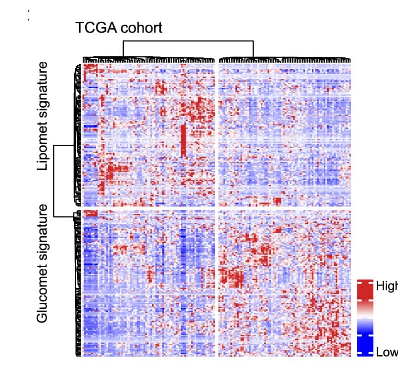 Open access visualization of Heatmap, Clustered, Tumor, TCGA PDAC cohort, Ductal pancreatic cancer samples
