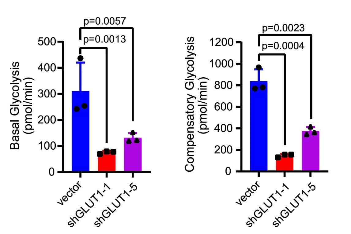 Open access visualization of Bar Plot, Error Bars, GLUT1, Organoids, Rotenone