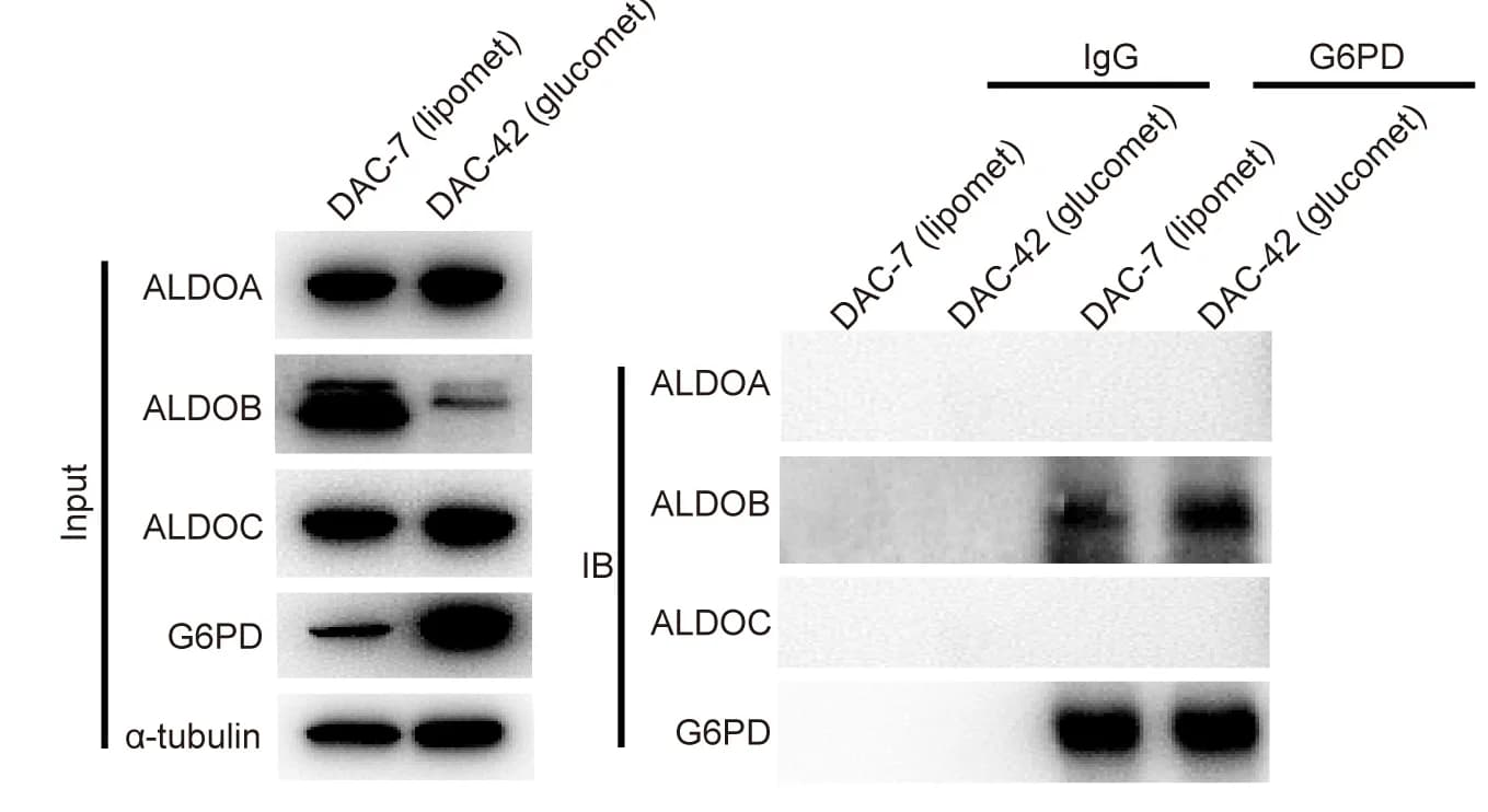 Open access visualization of Gel, ALDOB, G6PD, PDAC Organoids, Immunoprecipitation