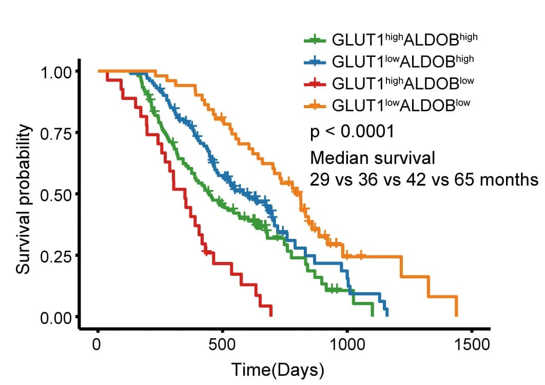 Open access visualization of Survival Curve, Line Step, Kaplan-Meier Survival Curves, GLUT1, ALDOB