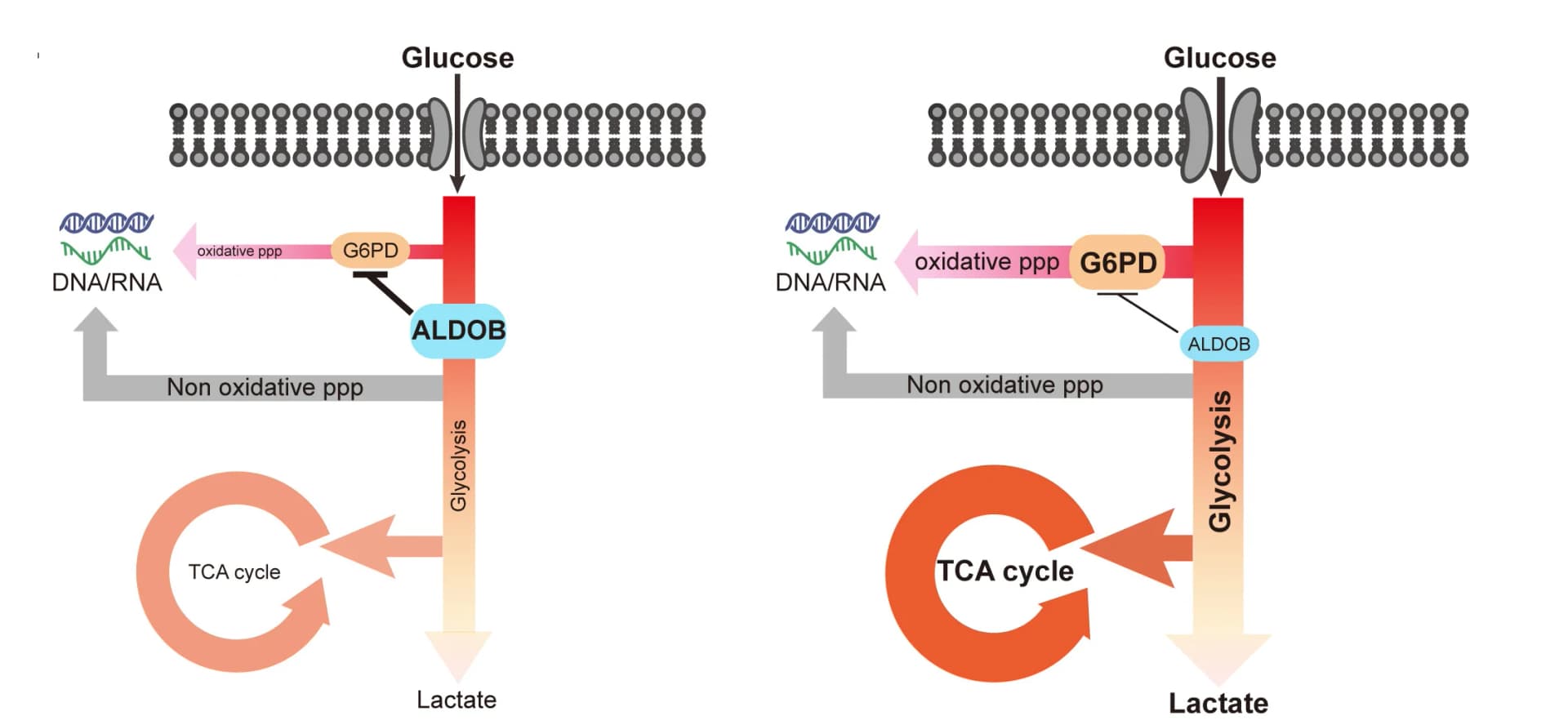 Open access visualization of Workflow, Flowchart, GLUT1, ALDOB, G6PD