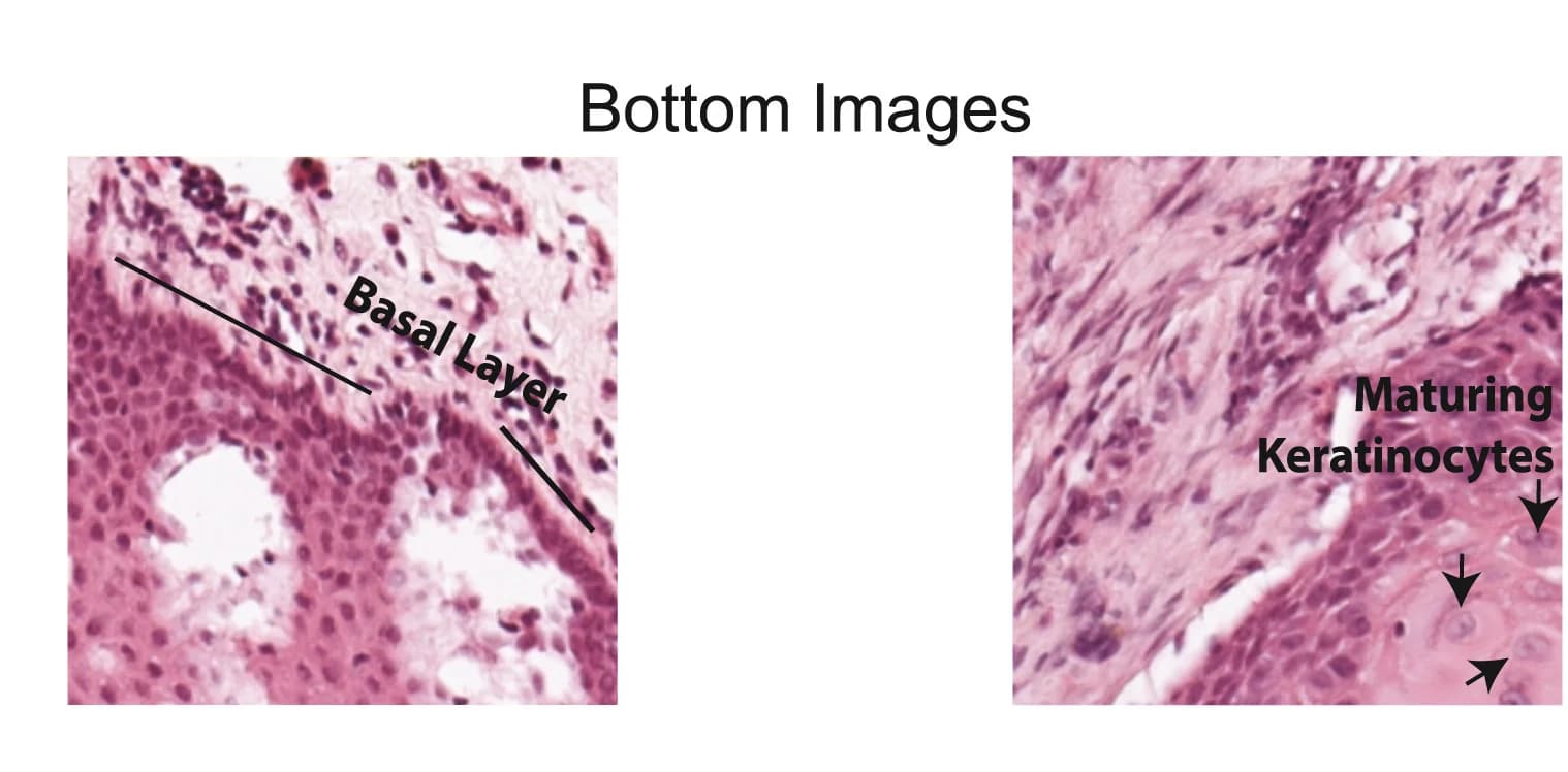 Open access visualization of Microscopy, Tiles, Histopathology, GO Terms