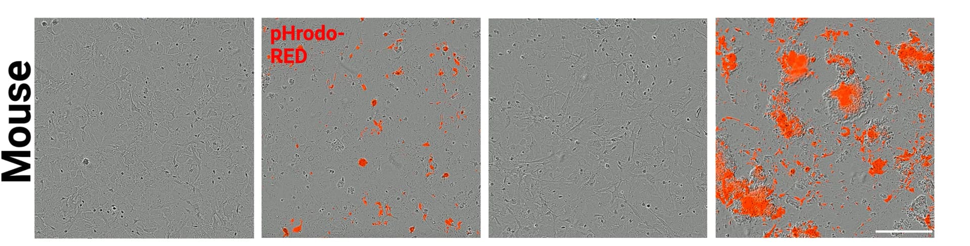 Open access visualization of Microscopy, Live-imaging assay, Mouse embryonic astrocytes, Phagocytosis, Synaptoneurosomes