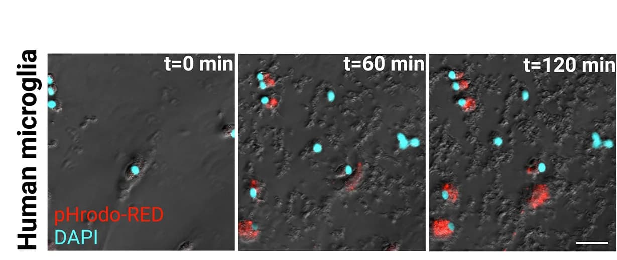 Open access visualization of Microscopy, Live Imaging, Microglia, DAPI, pHrodo-Red