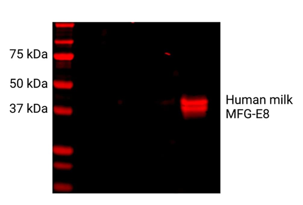 Open access visualization of Gel, Western Blot, Anti-MFG-E8 Antibody, Human Milk