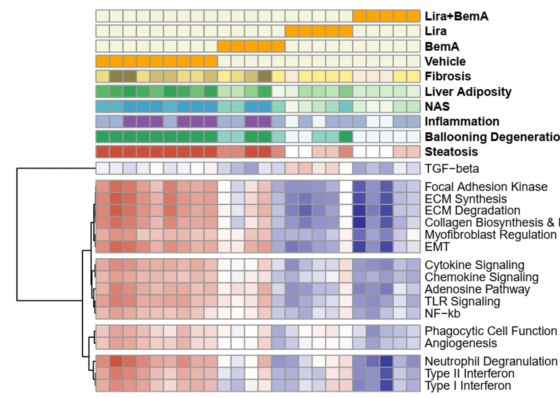 Open access visualization of Heatmap, Clustered, Transcriptional pathways, Combination treatment, Treatment cohort