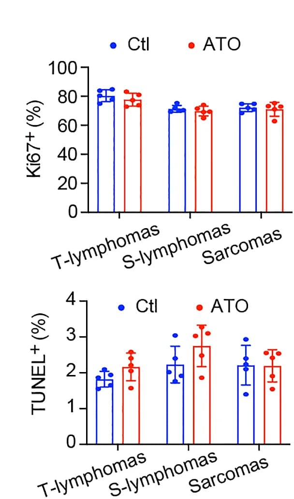 Open access visualization of Bar Plot, Error Bars, Immunoblotting, Protein, Immunohistochemistry
