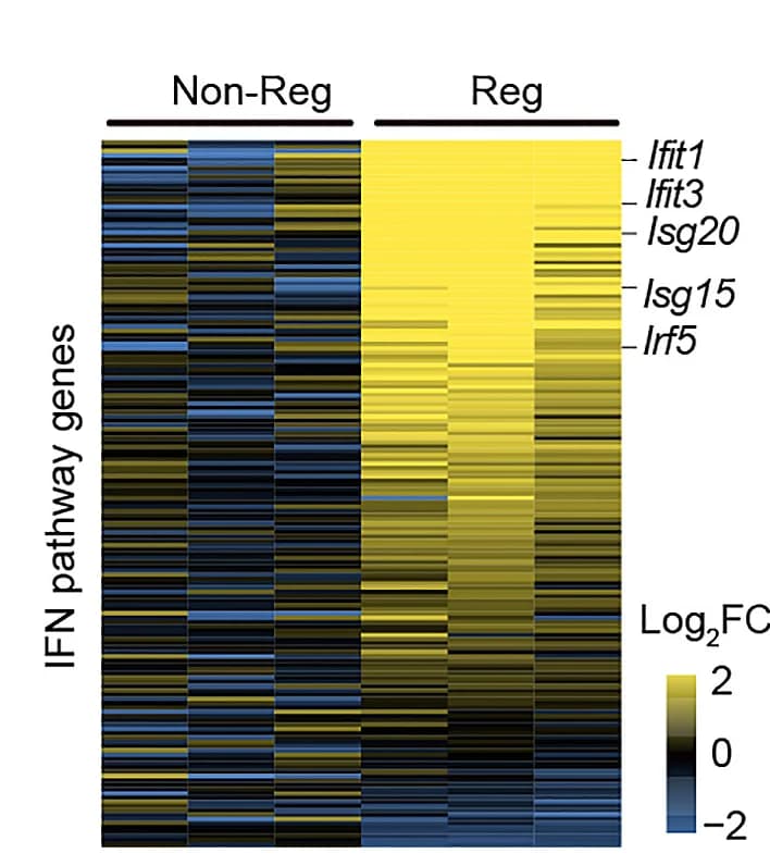 Open access visualization of Heatmap, mRNA Expression, IFN Pathway, Tumors