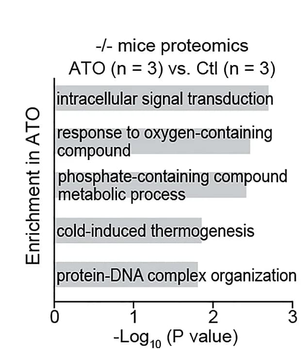 Open access visualization of Bar Plot, Proteomics, T-Lymphoma, Pathways, Differentially Expressed Proteins