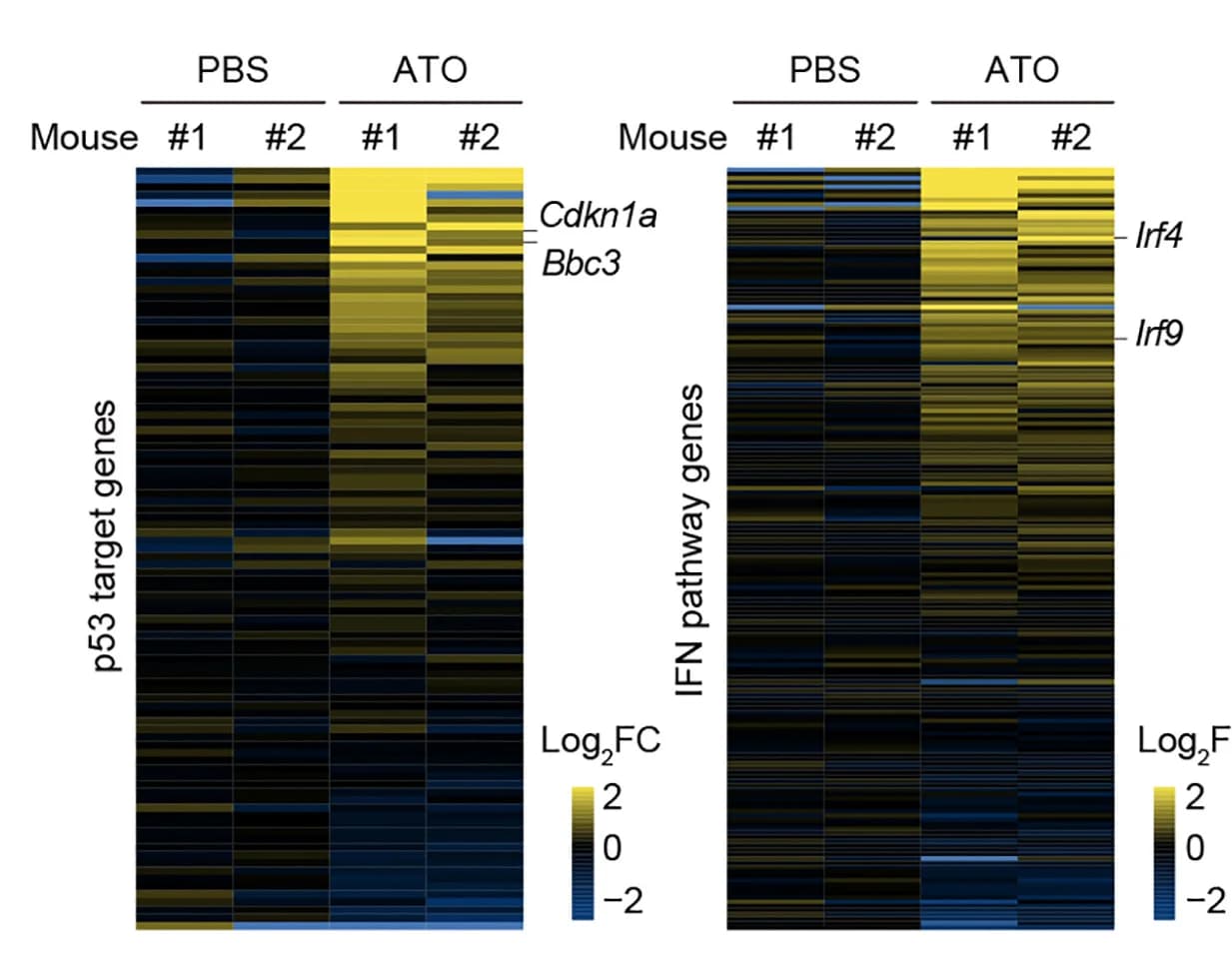 Open access visualization of Heatmap, Gene Expression, p53 Targets, IFN Pathway Genes, RNA-seq