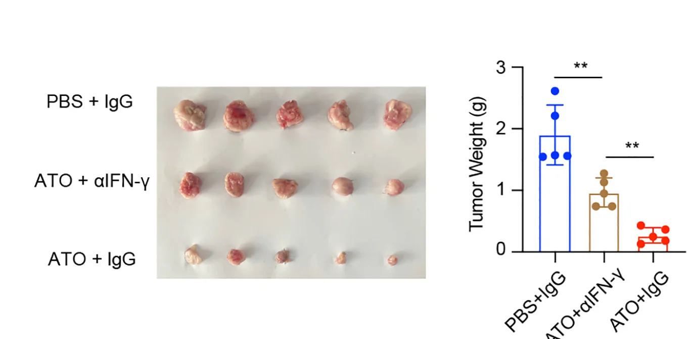 Open access visualization of Bar Plot, Error Bars, Scatter Plot, Photo, Isolated Tumors
