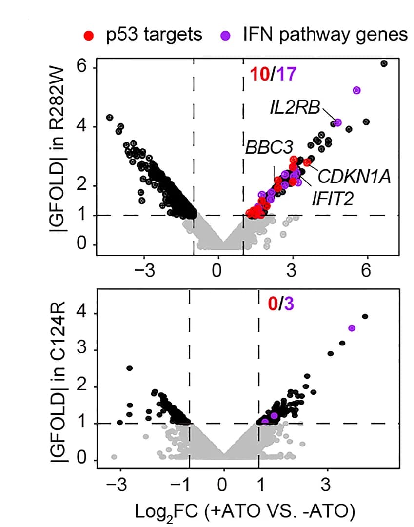 Open access visualization of Volcano Plot, Scatter Plot, DEGs, ATO Treatment, R282W Cells