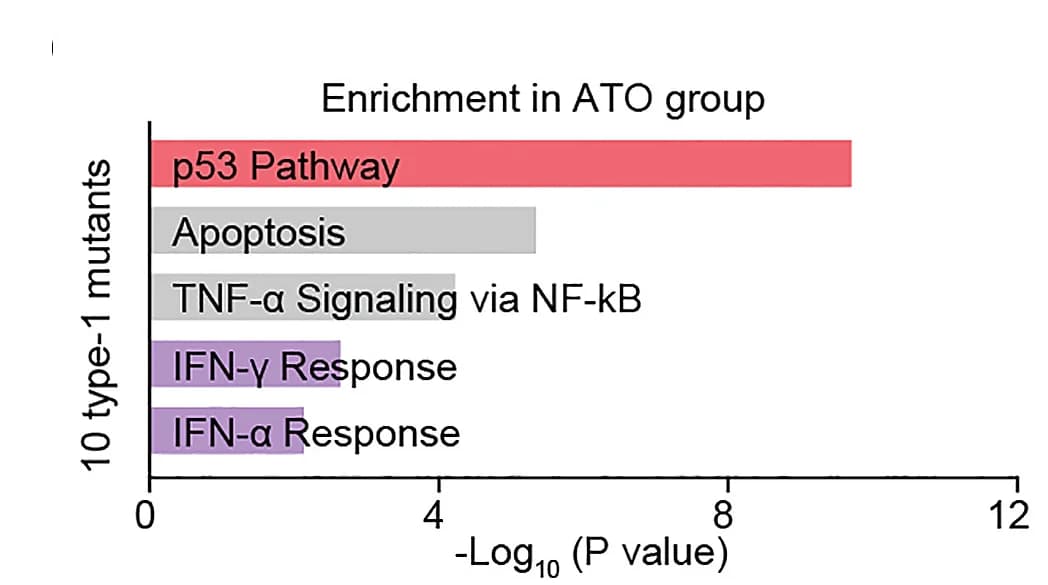 Open access visualization of Bar Plot, Enriched Pathways, ATO Treatment