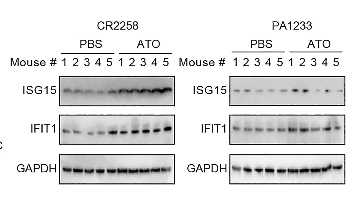 Open access visualization of Gel, Immunoblotting, ISG15, IFIT1, PDX Model Tumors