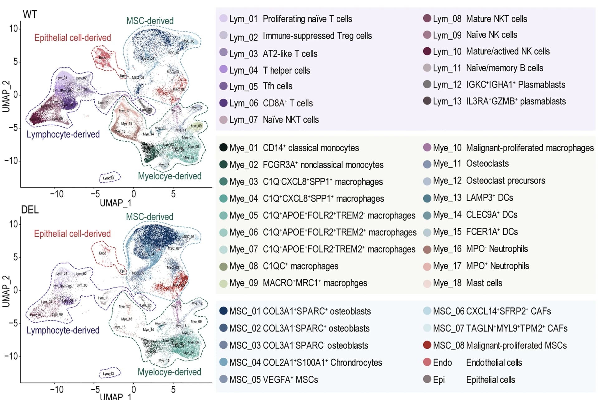 Open access visualization of UMAP, Scatter Plot, Single-Cell Atlas, Tumor Microenvironment, Wild-Type Osteosarcoma