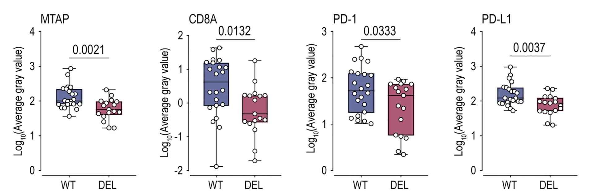 Open access visualization of Box Plot, Scatter Plot, Pathological Characteristics, Immunohistochemistry, MTAP
