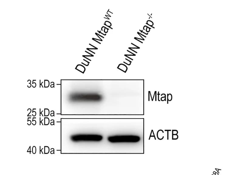 Open access visualization of Gel, Protein Expression, Mtap, Western Blotting
