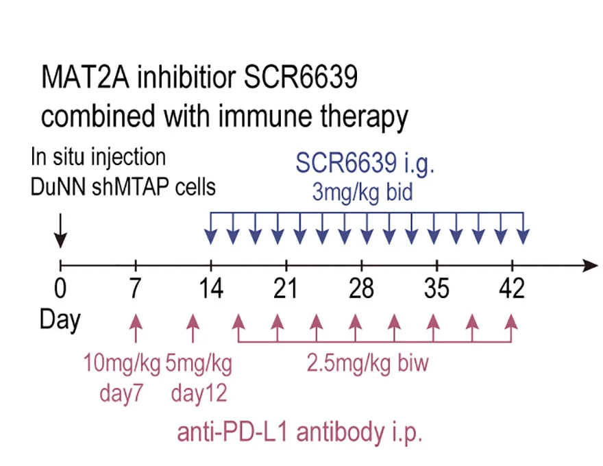 Open access visualization of Workflow, Flowchart, MAT2A Inhibition, Immune Checkpoint Therapy