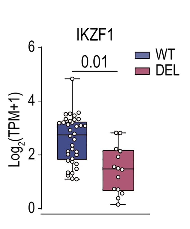 Open access visualization of Box Plot, Raincloud Plot, IKZF1 RNA Expression, Wild-Type, MTAP-deleted