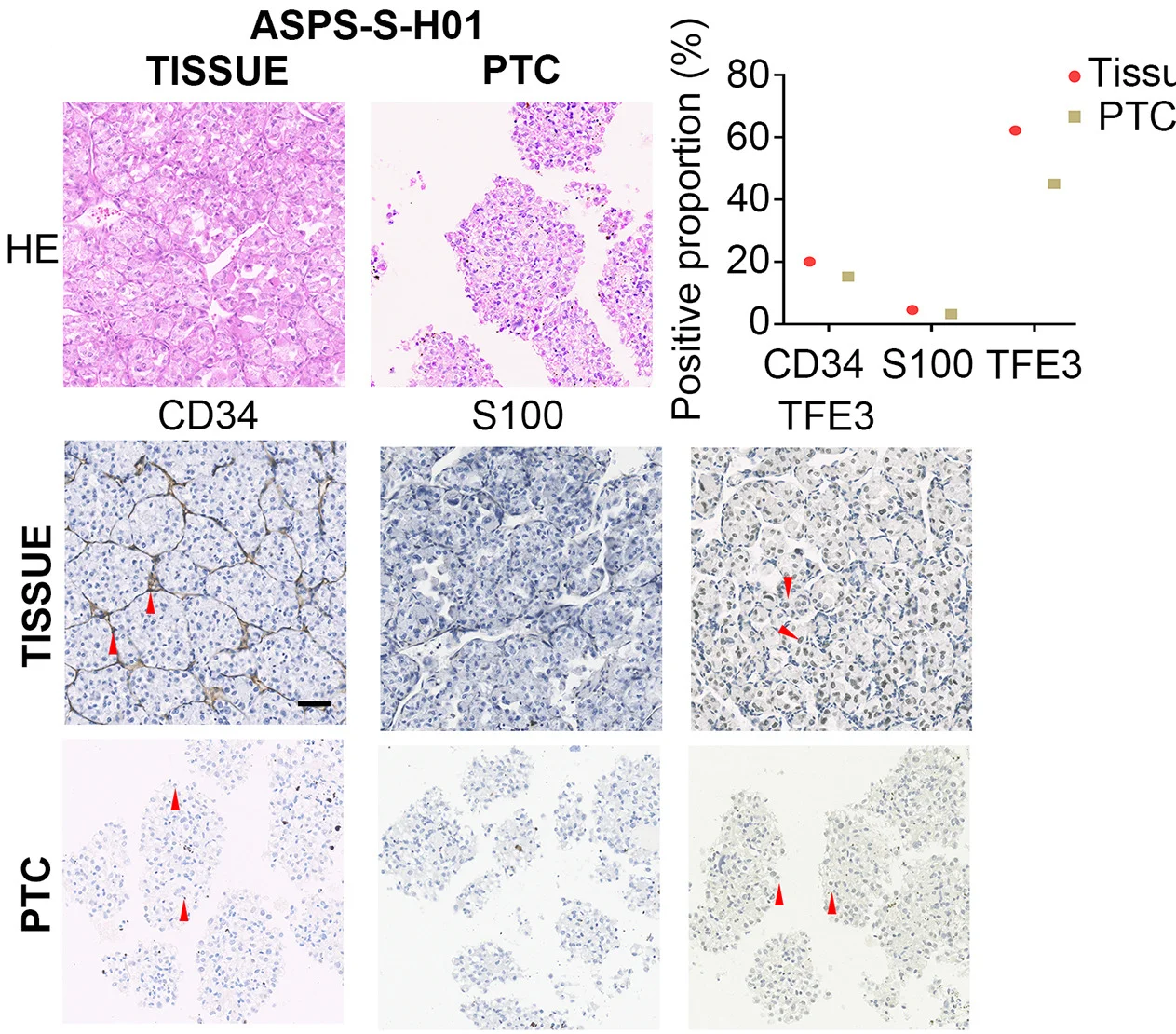 Open access visualization of Scatter Plot, Microscopy, Photo, H&E Staining, IHC Staining