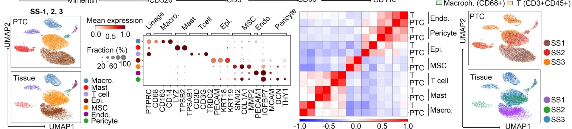 Open access visualization of UMAP, Bubble Plot, Heatmap, UMAP Plots, Cell Types