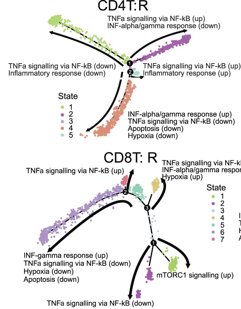 Open access visualization of Scatter Plot, UMAP, Network, Enriched Pathways, Pseudotime Branches