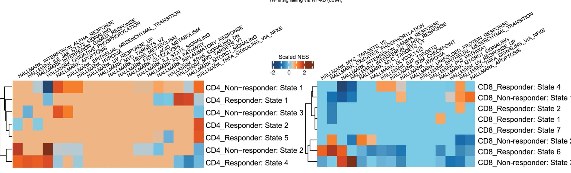 Open access visualization of Heatmap, Clustered, Normalized Enrichment Scores, Hallmark Pathways, Pseudotime Branch