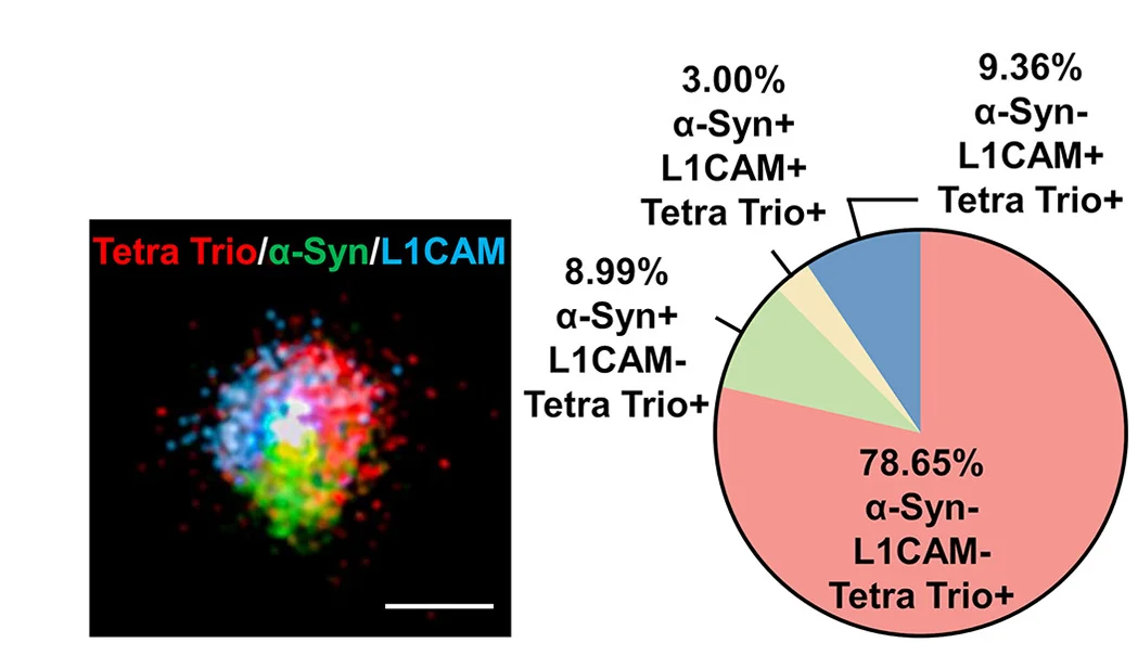 Open access visualization of Pie Chart, Microscopy, EV, dSTORM, Colocalization