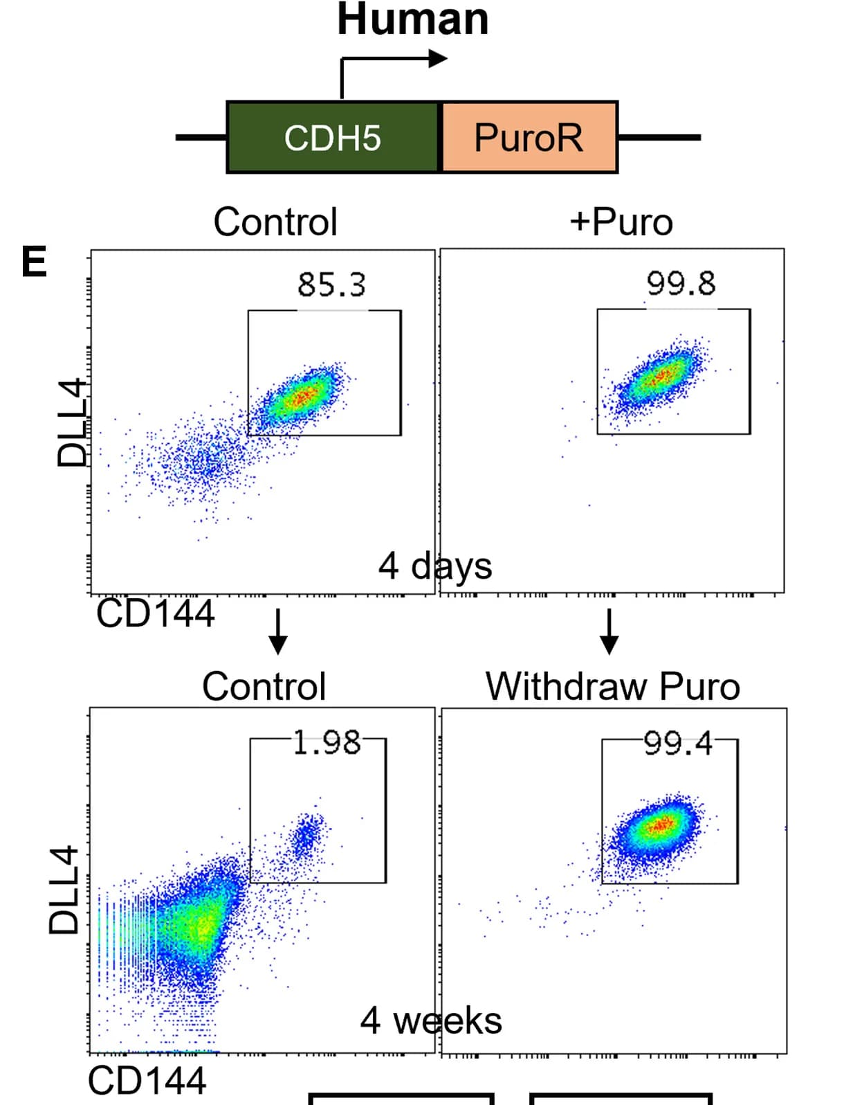 Open access visualization of Scatter Plot, Workflow, Schematic, CDH5-PuroR Cell Line, Cell Line