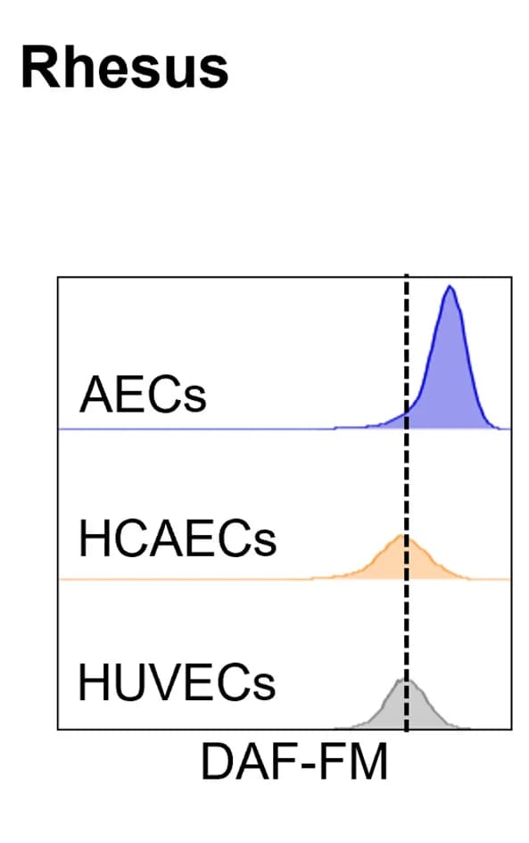 Open access visualization of Density Plot, Nitric Oxide Production, DAF-FM Staining, HUVECs, HCAECs