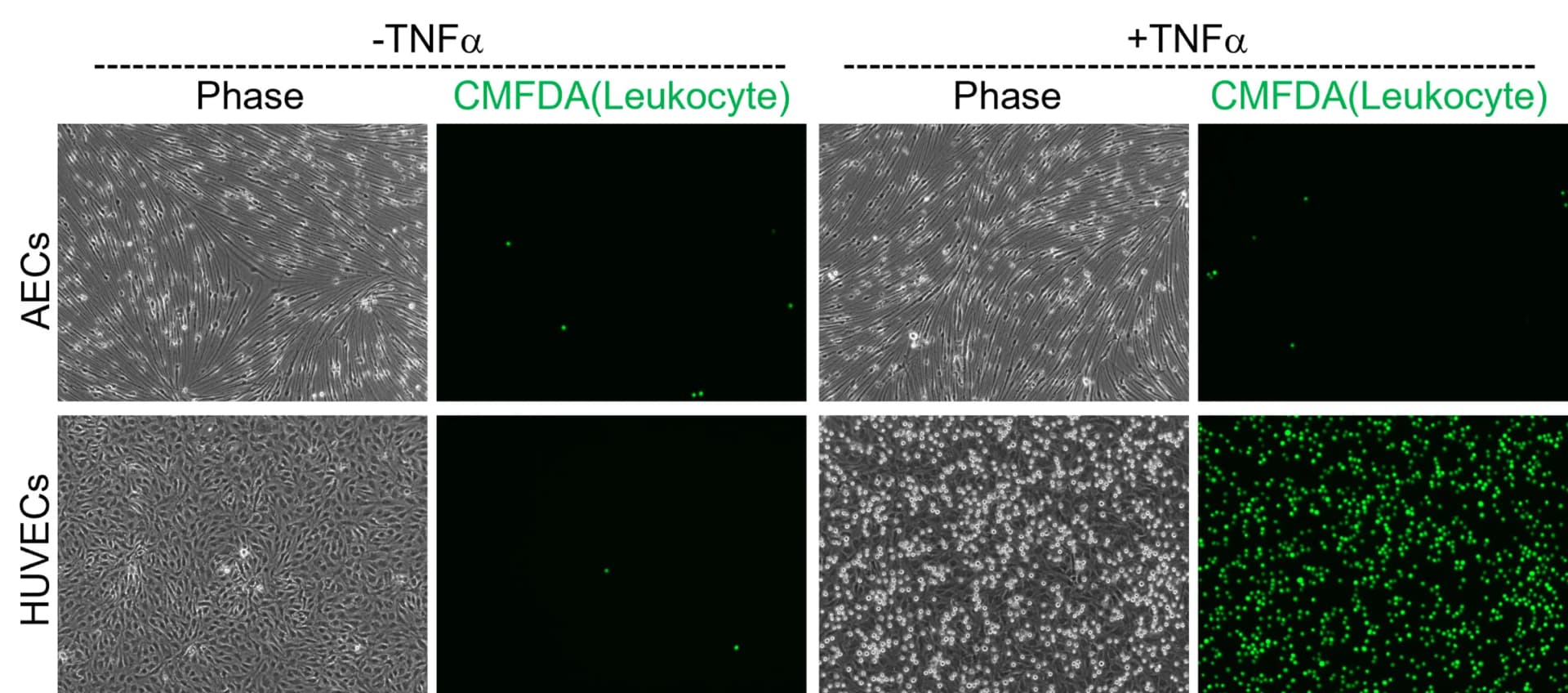 Open access visualization of Microscopy, Photo, Leukocyte Adhesion Assay, CMFDA, TNF-α